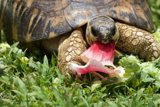 Lunchtime Leisure at the Honolulu Zoo