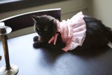 Isabella the Ballerina Cat