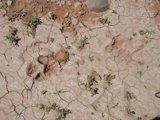Barren Land