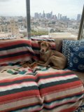 Cozy Canine on the City Couch