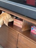 Curious Canine at Home