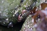 Colorful Shore Crab Hidden Among Intertidal Rocks