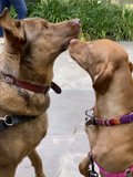 Two Stylish Dogs in West Hollywood