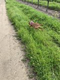 Running Free
