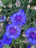Blooming Blues