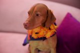 Aloha Spirit in Hi-Li's 5th Birthday Bash