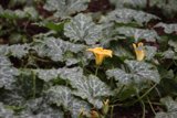 The Lone Yellow Blossom