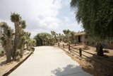 A Summer Walkway in the Garden