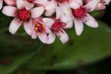Pink Flower with Vibrant Red Stamens