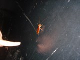 Unwanted Visitor