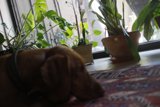 Canine Comfort