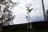 Rooftop Plant Reigning Supreme