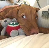 Furry Friends on the Bed