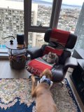 Furry Companions in a Stylish Living Room