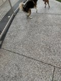 Playtime on a Concrete Path