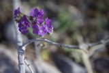 Vibrant Purple Flowers in the Desert