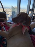 Urban Hound