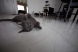 Cozy Cat Nap on Hardwood Floor