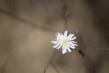 White Daisy with a Bee Visitor