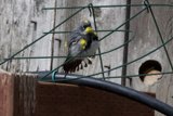 Feathered Sentinel: A Finch on Guard