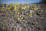 Rocky Ground Bloom