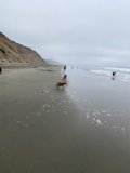 Beach Day with Furry Friends