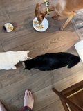 Furry Friends Feast on a Wooden Floor