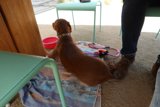 Canine Companion