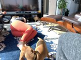 Relaxing with the Furkids