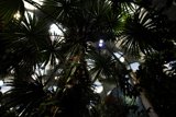 Serene Sanctuary at the California Academy of Sciences