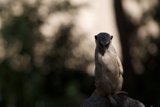 Meerkat King