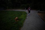A Leisurely Stroll in the Park