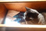 The Drawer Dwelling Black Cat