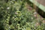 Busy Bee Among Herbs