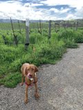 A Vizsla on the Open Road