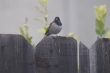 Dark-Eyed Junco Perched on Weathered Garden Fence