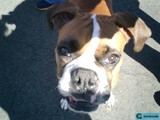 Intense Gaze Caption: This Boxer pup's intense look will melt your heart.