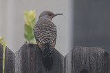 Northern Flicker Perched on Weathered Wooden Fence