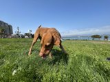 Happy dog enjoying the outdoors