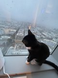 Urban Cat