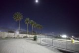 Moonlit Palms at Coachella