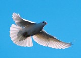 Soaring Dove