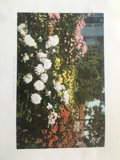 Geraniums in the Garden