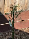 New Beginnings in the Backyard