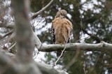 Red-Shouldered Hawk Perched in Winter Tree