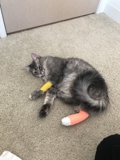 The Injured Feline