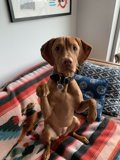 The Couch Companion