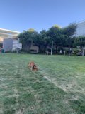 Playing with the Frisbee in the Golden State