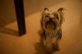 Terrier Pup Takes Center Stage