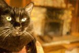 Cozy Cat by the Fireplace